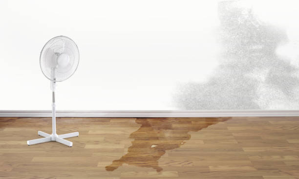 Best Flood damage cleanup  in Grand Junction, CO